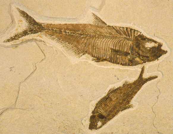 fossil fish